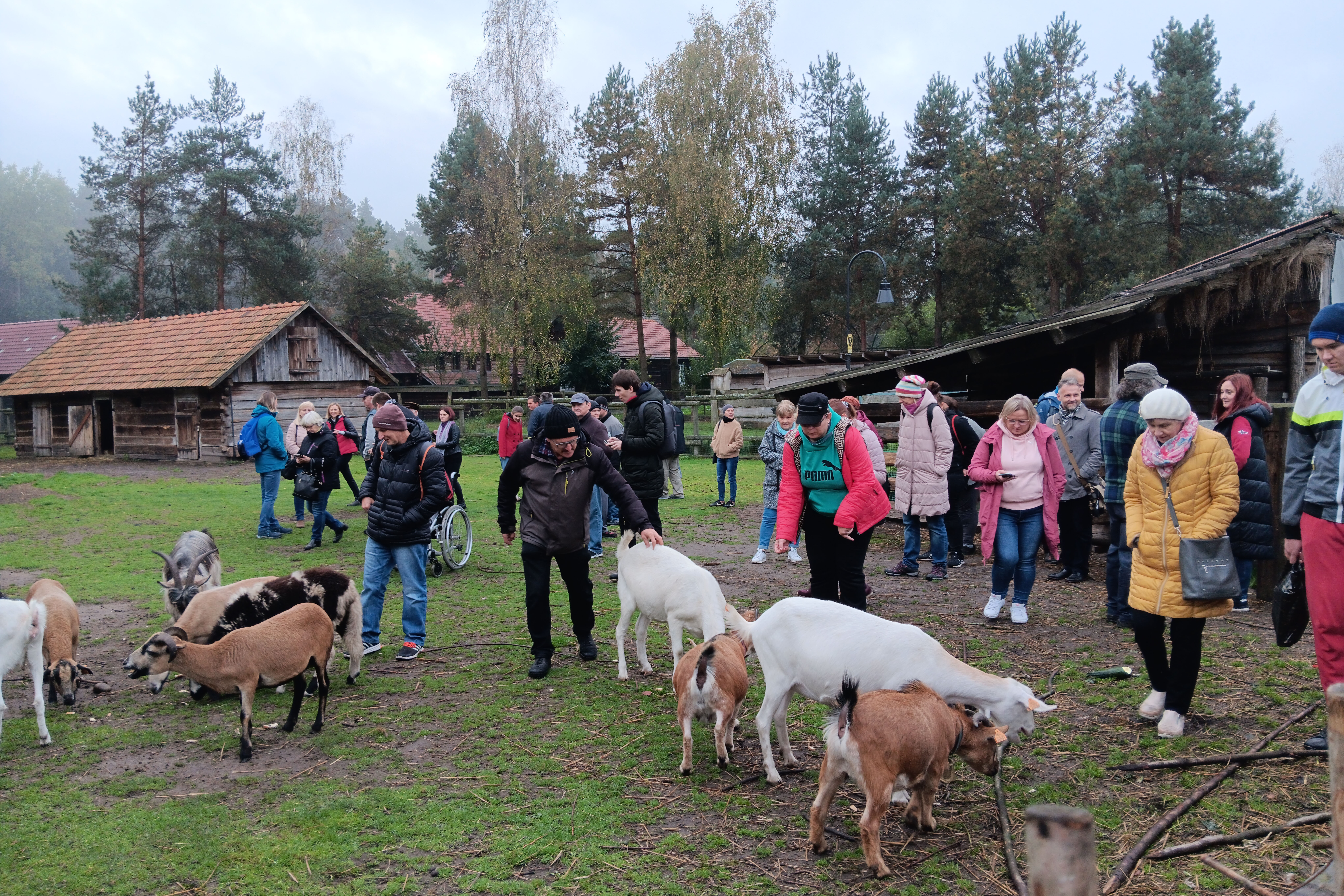 Grupa osób głaskająca kozy